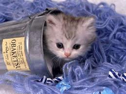 TROP CHOUCHOU
